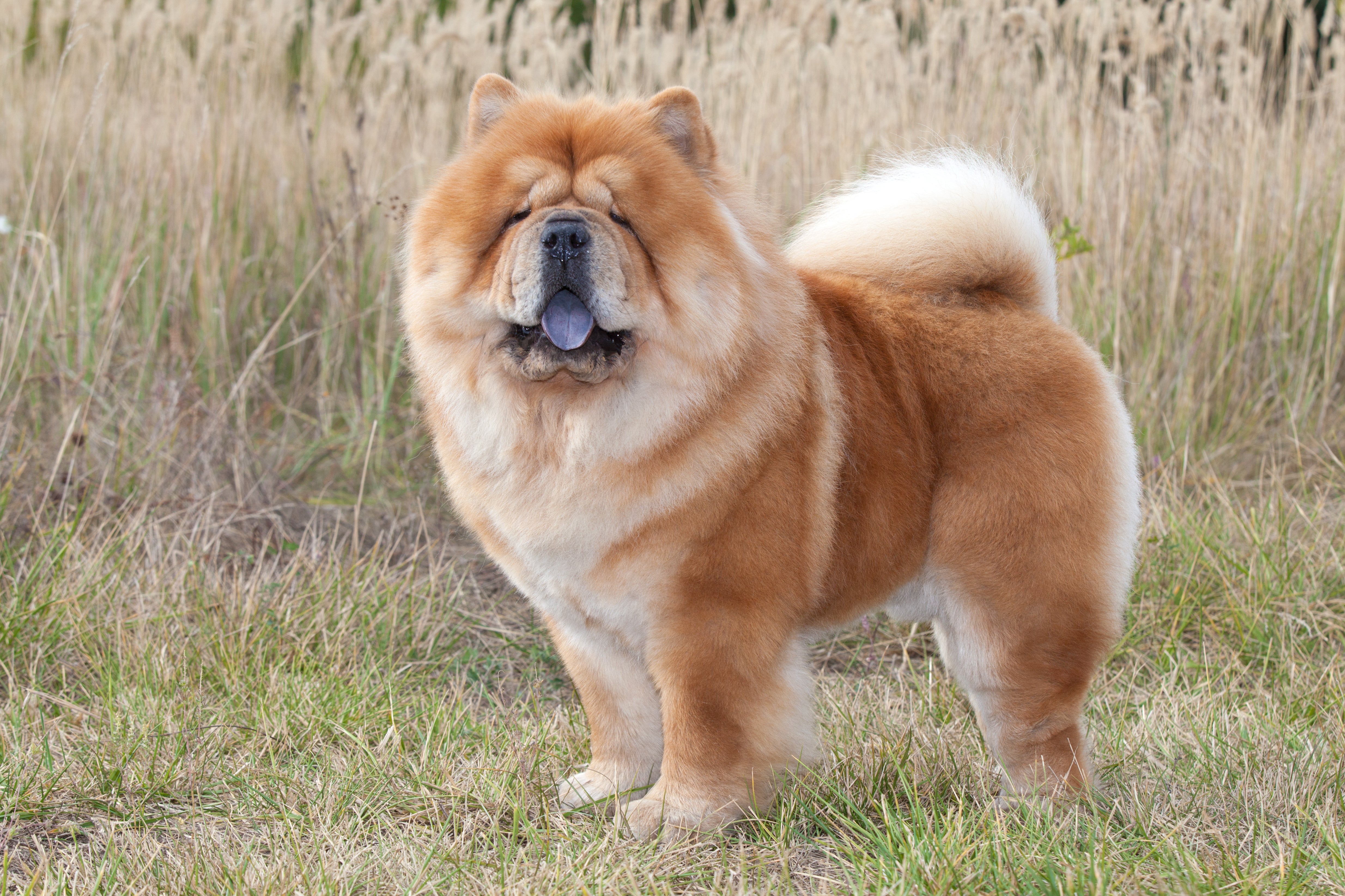 Pure white chow chow hotsell